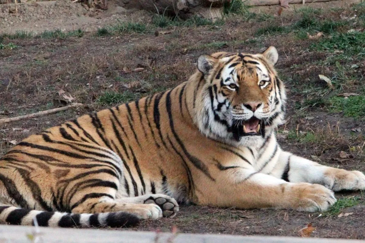 Yorkshire Wildlife Park spares Altai tiger after fatal attack